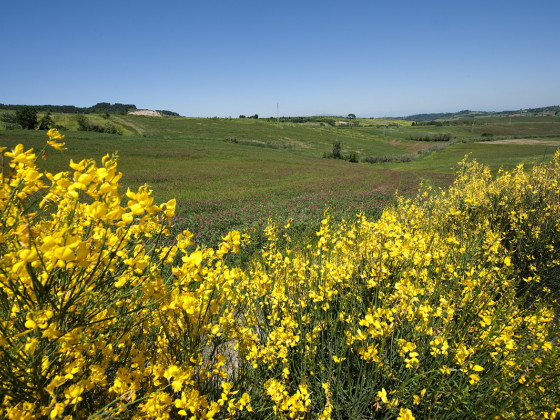 casale la collina