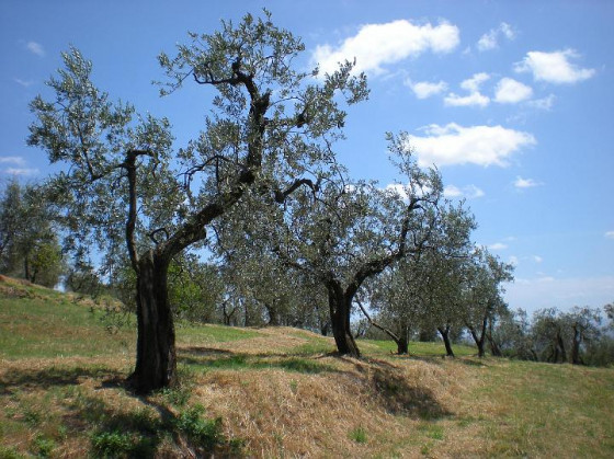 casale la collina