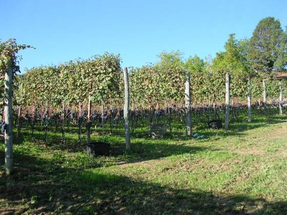 l'angolo di rosina