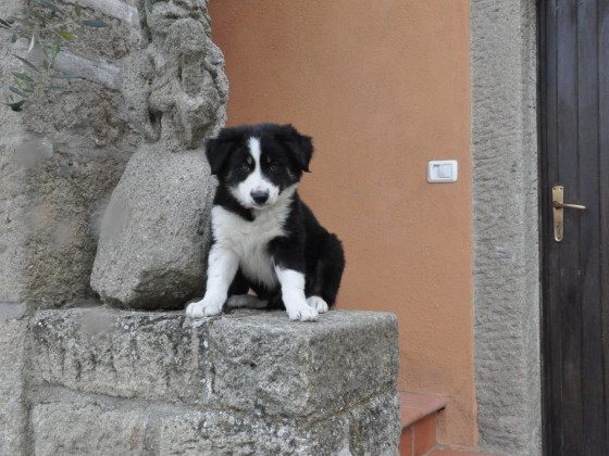  capovelli monte amiata