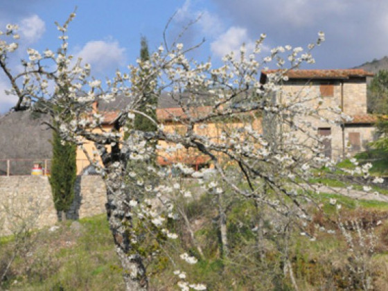  capovelli monte amiata