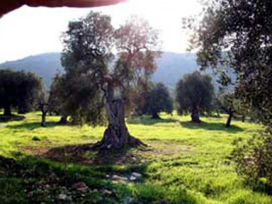 masseria morrone