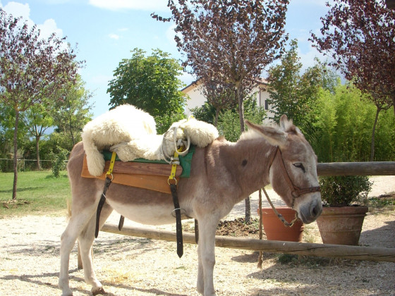 locanda dell'asino d'oro