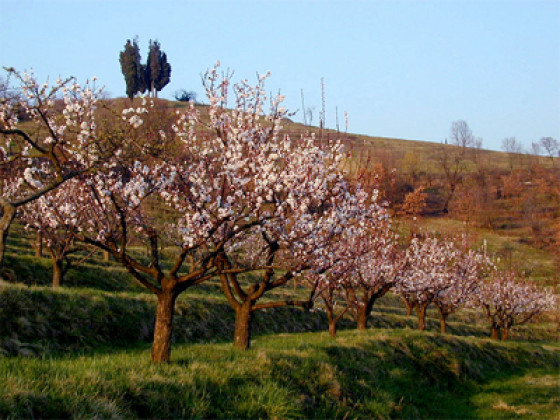 oasi di galbusera bianca