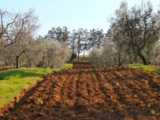 monte alzato