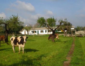 Farm-house Perrini - Alberobello