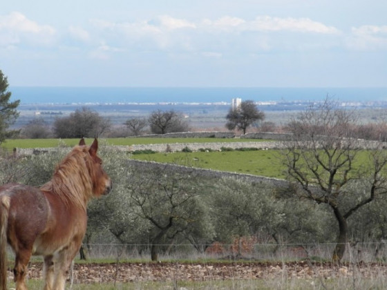 poggio ferrata