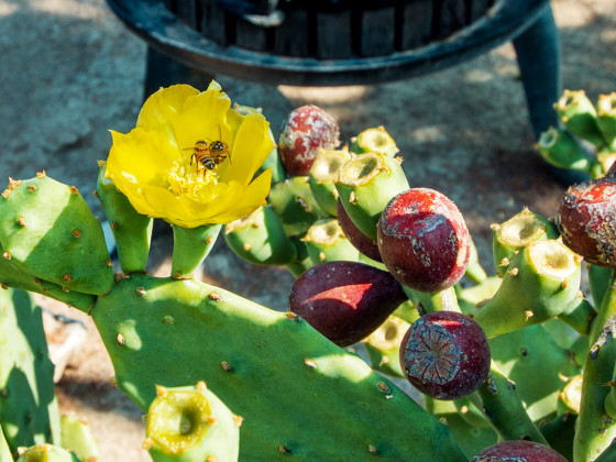 il giardino degli ulivi