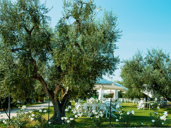 il giardino degli ulivi