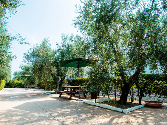 il giardino degli ulivi