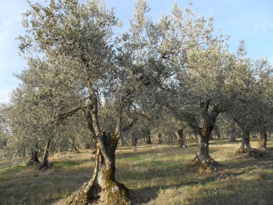 residenza del marchese