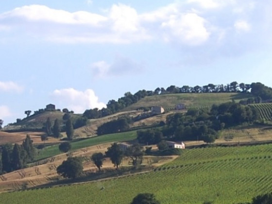 fattoria fontegeloni