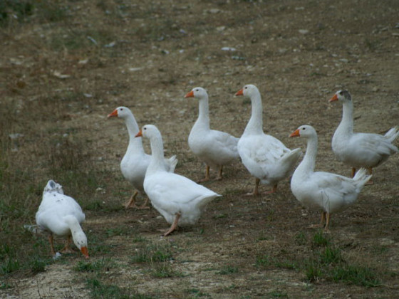 la meridiana