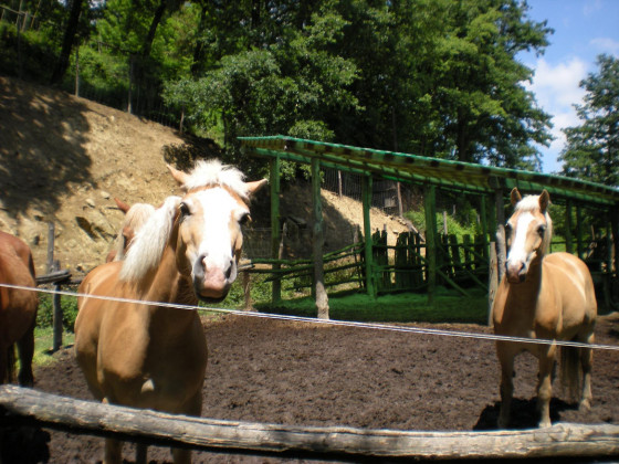 circolo dell'orso