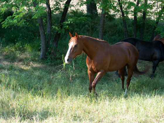 la canonica