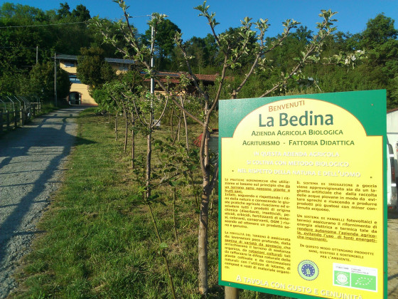 la bedina