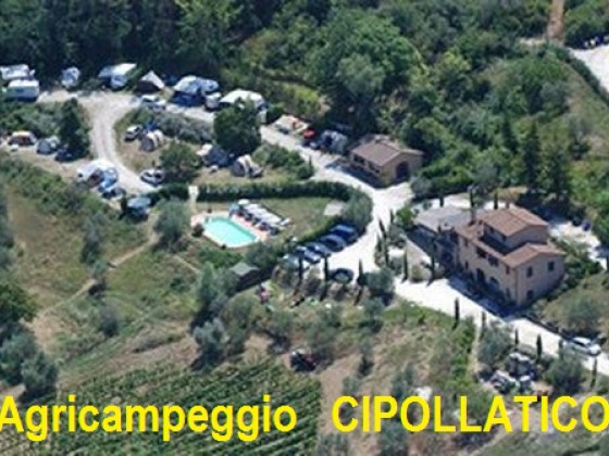 cipollatico