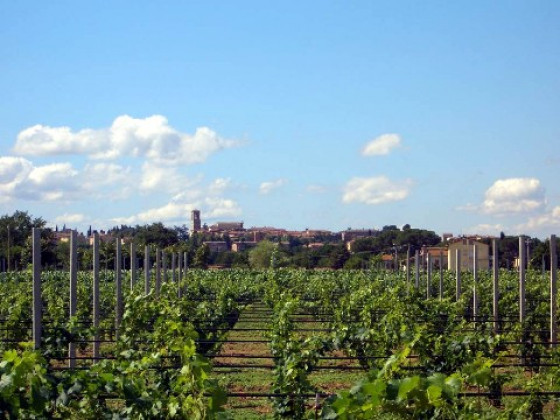 i mori gelsi - fattoria spinola