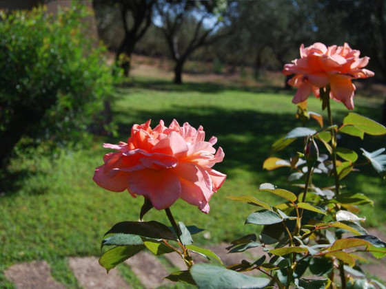 fattoria il borghetto