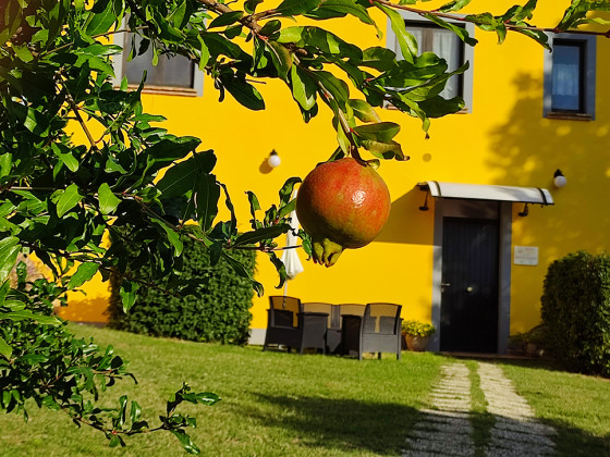 l'olmo di casigliano