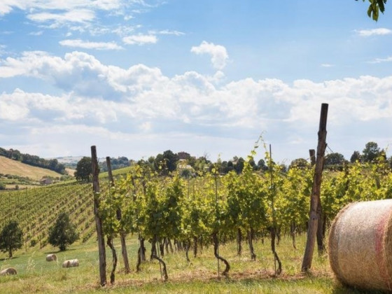 fattoria l'alpenice