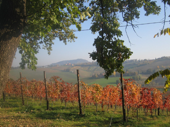 fattoria l'alpenice