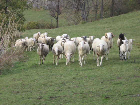 montagna verde