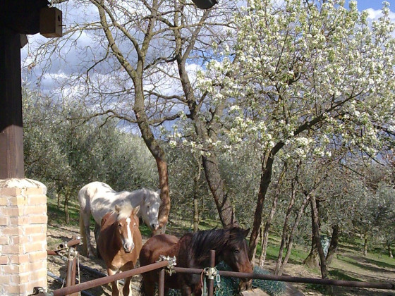 la collina dei ciliegi