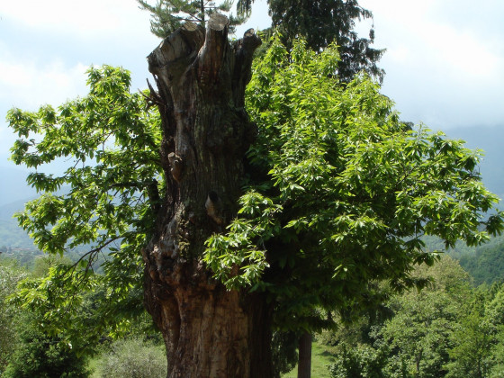 fattoria carpineta