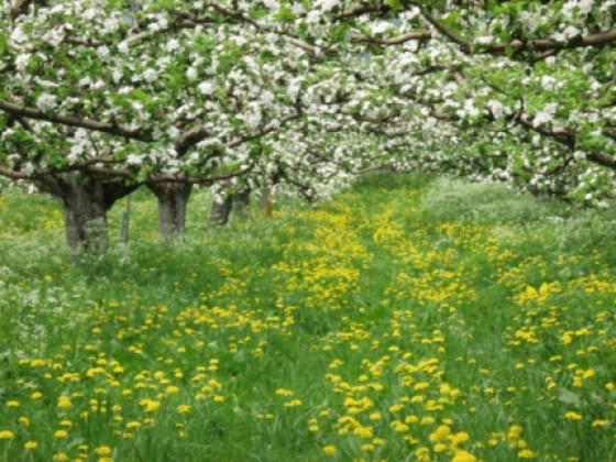 agritur de poda