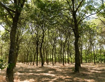 il podere del germano reale