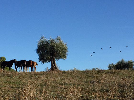 La valentina nuova