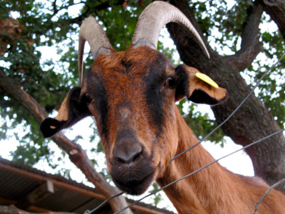 il falco del cilento