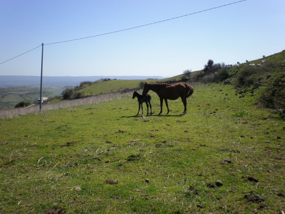 monte alma