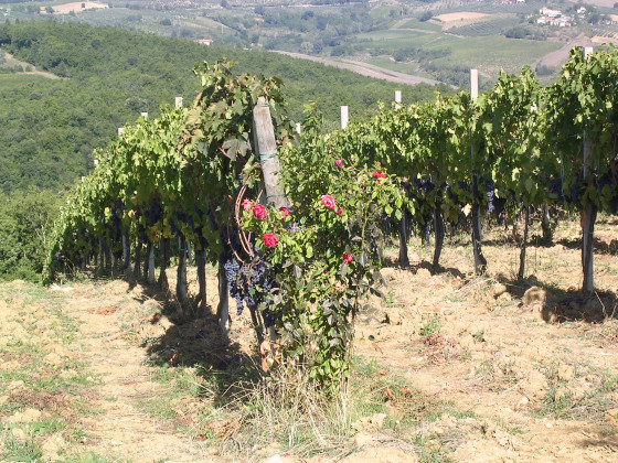 quercia al poggio