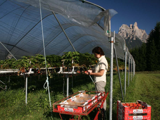 agritur dalaip dei pape