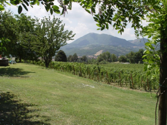  alle vigne di pace