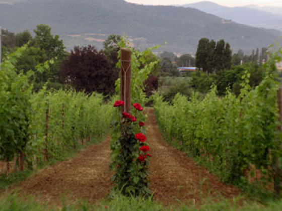  alle vigne di pace