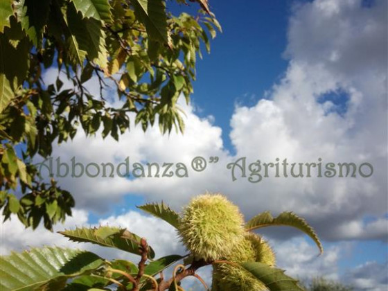 abbondanza®