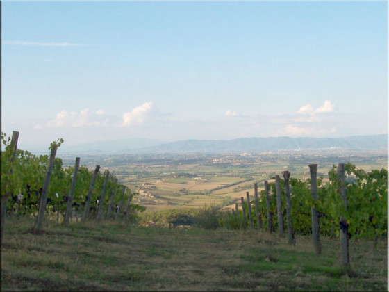 la vigna