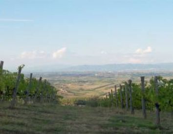 la vigna