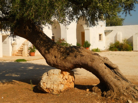 masseria de michele