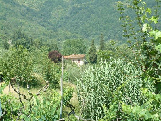 podere la casellina