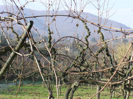 podere la casellina