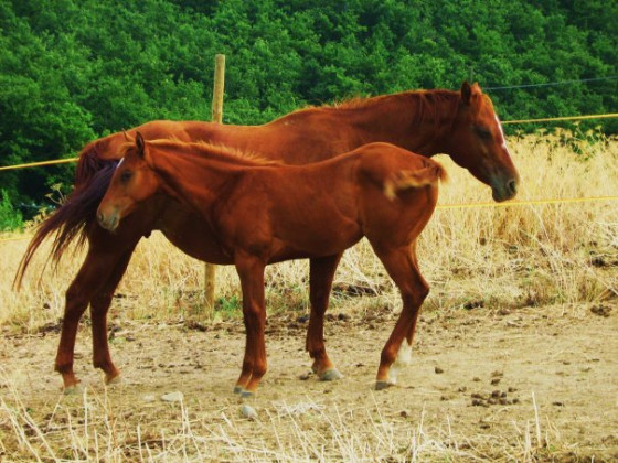 La Capretta 