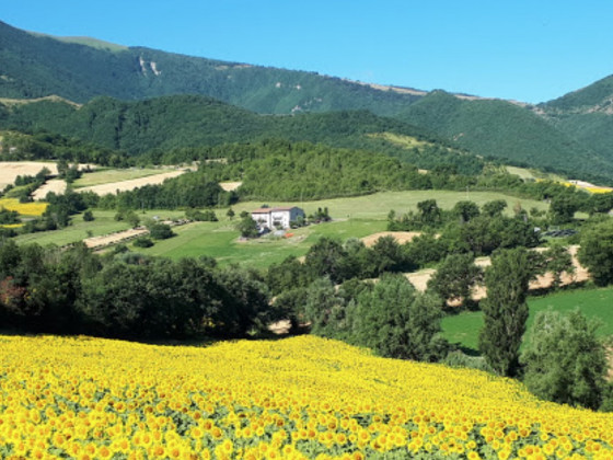 Il posto delle viole