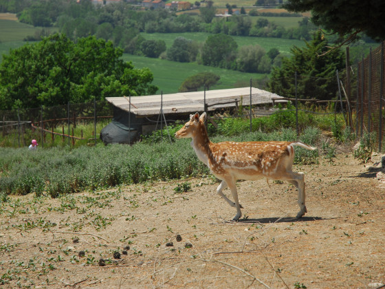 il rosciolo