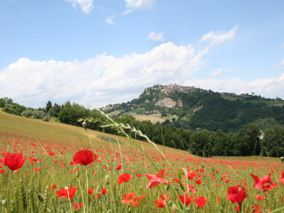 Il Vecchio Tasso