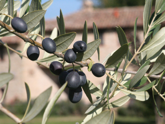 Il Vecchio Tasso