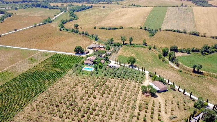 il girasole del terzuolo